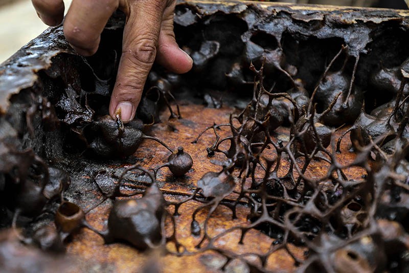 Kelompok Tani Hutan Trigona Reborn Sukses Produksi Madu Kelulut - Bagian 6