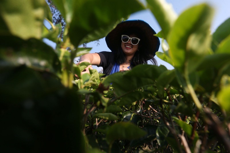Melihat Indahnya Sunrise di Hamparan Kebun Teh Bukit Kuneer Malang - Bagian 4