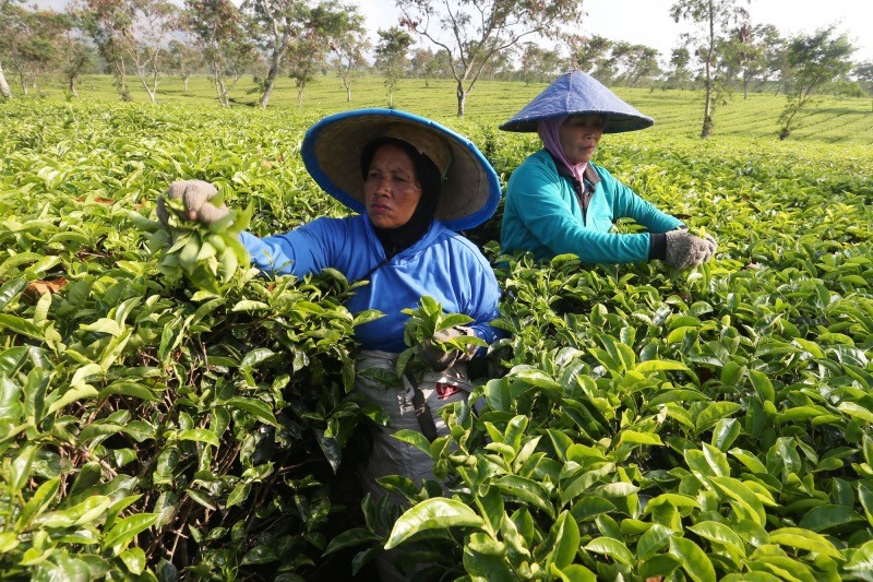 Melihat Indahnya Sunrise di Hamparan Kebun Teh Bukit Kuneer Malang - Bagian 2