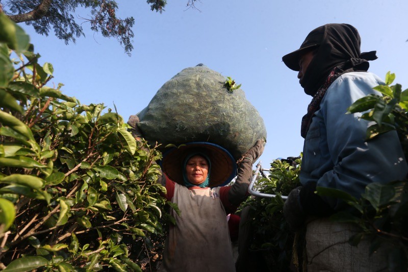 Melihat Indahnya Sunrise di Hamparan Kebun Teh Bukit Kuneer Malang - Bagian 3