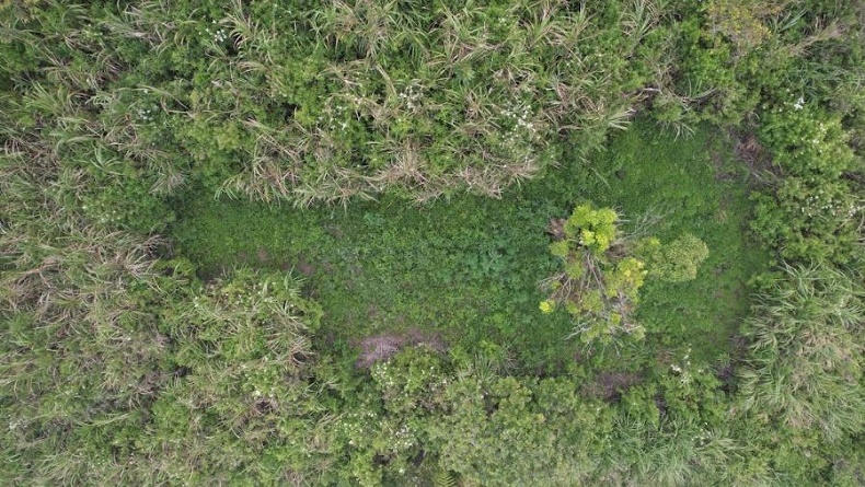 title Cerita Petugas BB TNBTS Temukan 40 Titik Ladang Ganja di Hutan Gunung Semeru Cerita Petugas BB TNBTS Temukan 40 Titik Ladang Ganja di Hutan Gunung Semeru