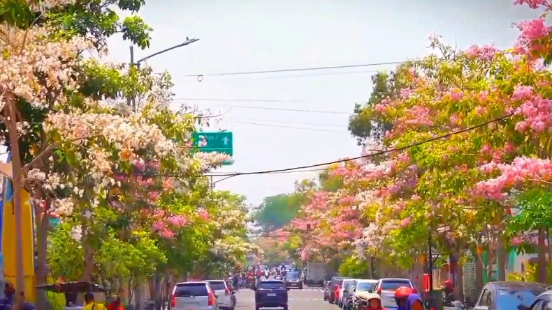 title Bunga Pohon Tabebuya Bermekaran di Sepanjang Jalan Protokol Bojonegoro, Jadi Spot Foto Warga Bunga Pohon Tabebuya Bermekaran di Sepanjang Jalan Protokol Bojonegoro, Jadi Spot Foto Warga