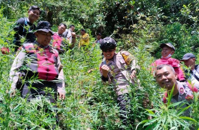 title Polisi Kembali Temukan Ladang Ganja di Lereng Gunung Semeru Lumajang Polisi Kembali Temukan Ladang Ganja di Lereng Gunung Semeru Lumajang
