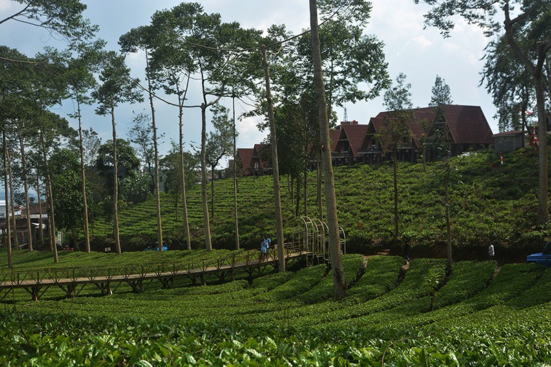 Hamparan Hijau Kebun Teh Panama Wonosobo yang Instagramable - Bagian 3