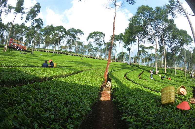Hamparan Hijau Kebun Teh Panama Wonosobo yang Instagramable - Bagian 1