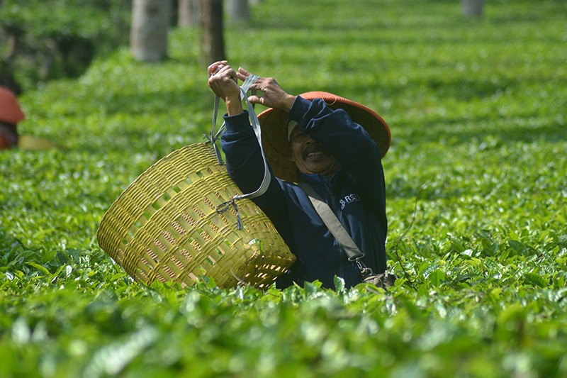 Hamparan Hijau Kebun Teh Panama Wonosobo yang Instagramable - Bagian 6