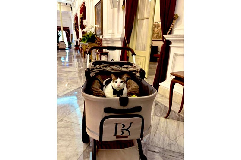 Gemas! Bobby Kertanegara Kucing Presiden Prabowo Pindah ke Istana Negara - Bagian 1