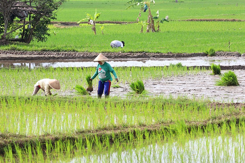 Pemerintah Targetkan Cetak 3 Juta Hektare Sawah untuk Swasembada Pangan - Bagian 2