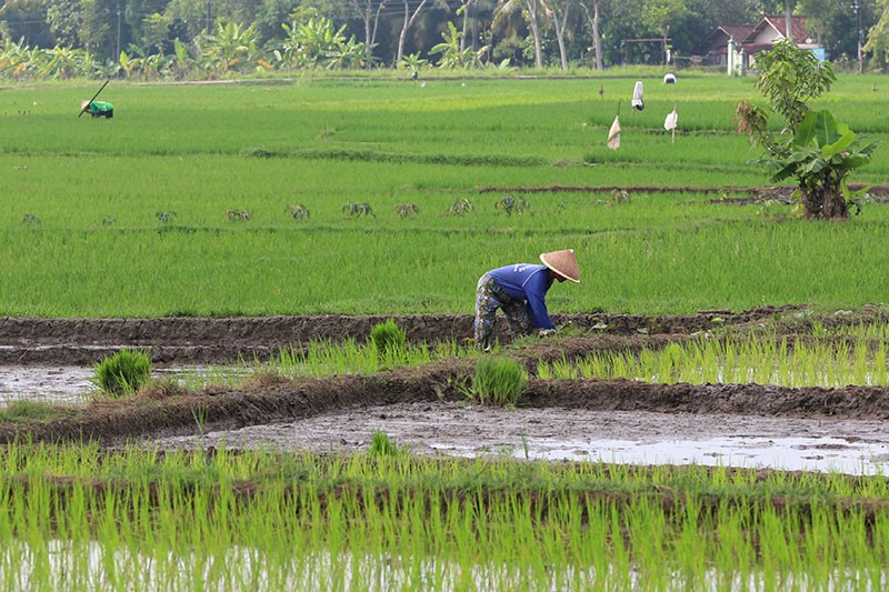 Pemerintah Targetkan Cetak 3 Juta Hektare Sawah untuk Swasembada Pangan - Bagian 3