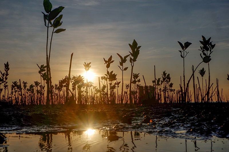 Menjaga dan Merawat Mangrove Pesisir Makassar - Bagian 3