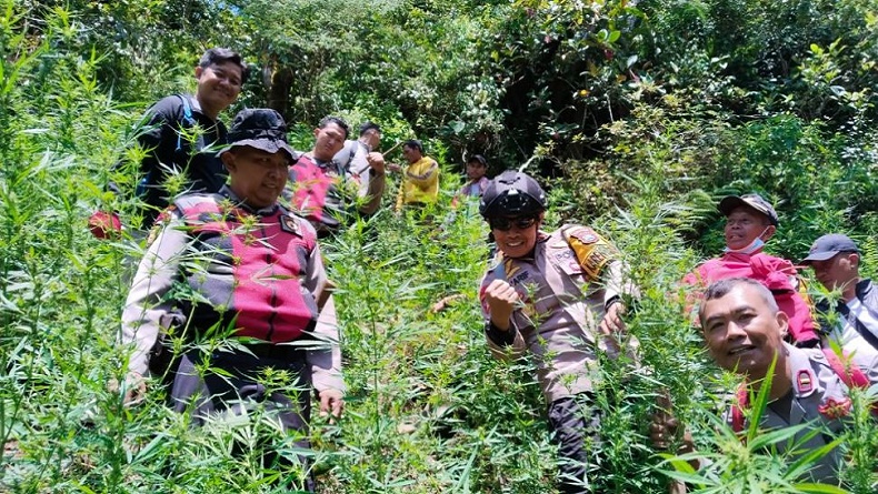 title Ladang Ganja Kembali Ditemukan di Lereng Gunung Semeru, 4.459 Batang Tanaman Disita Ladang Ganja Kembali Ditemukan di Lereng Gunung Semeru, 4.459 Batang Tanaman Disita