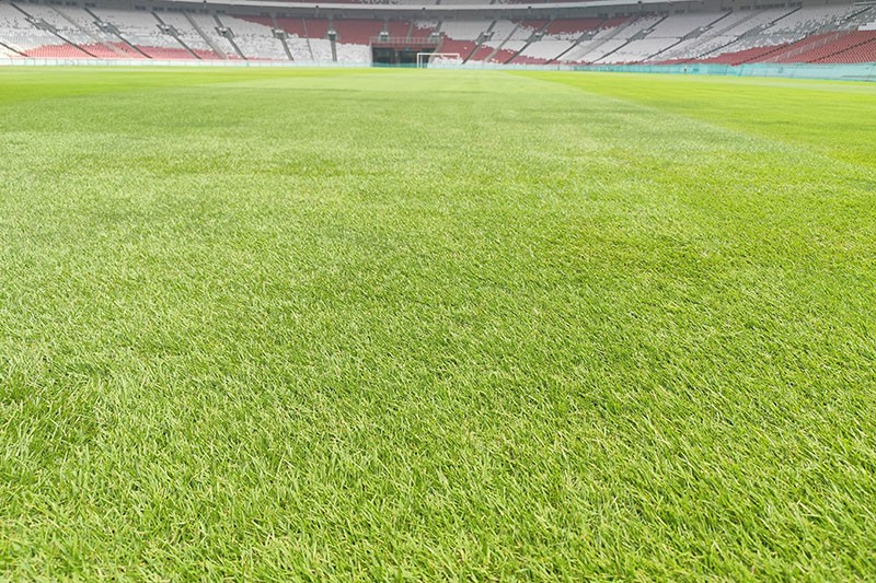 Rumput Stadion GBK Mulus Jelang Laga Timnas Indonesia vs Jepang dan Arab Saudi - Bagian 3