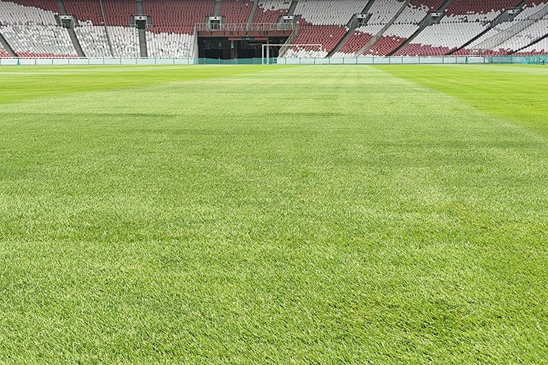 Rumput Stadion GBK Mulus Jelang Laga Timnas Indonesia vs Jepang dan Arab Saudi - Bagian 2