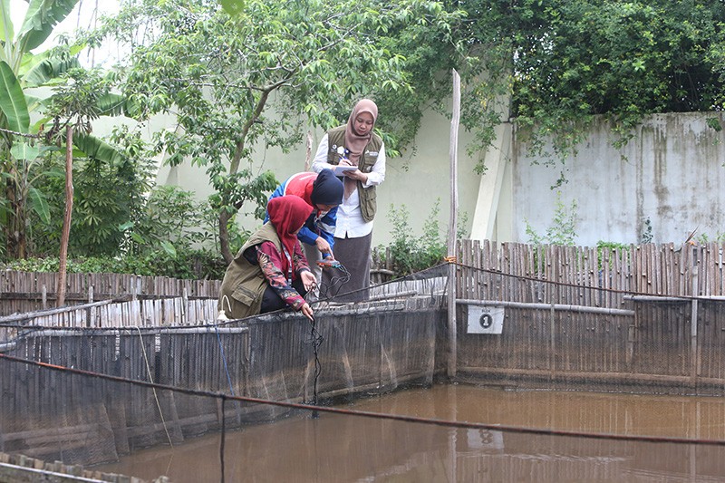 Konservasi Belida Binaan Kilang Pertamina Plaju Selamatkan Ikan Endemik Sumsel - Bagian 5