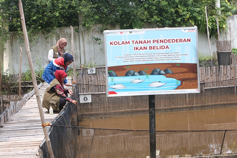 Konservasi Belida Binaan Kilang Pertamina Plaju Selamatkan Ikan Endemik Sumsel - Bagian 6