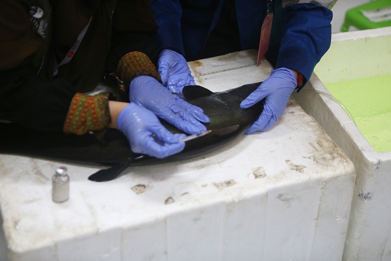 Konservasi Belida Binaan Kilang Pertamina Plaju Selamatkan Ikan Endemik Sumsel - Bagian 4