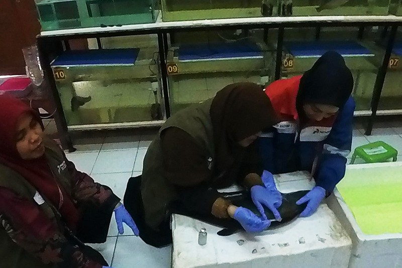 Konservasi Belida Binaan Kilang Pertamina Plaju Selamatkan Ikan Endemik Sumsel - Bagian 1