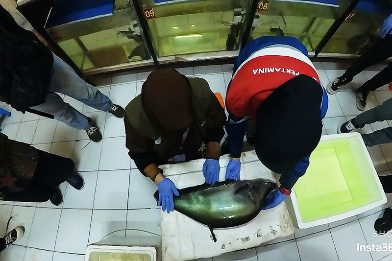 Konservasi Belida Binaan Kilang Pertamina Plaju Selamatkan Ikan Endemik Sumsel - Bagian 2