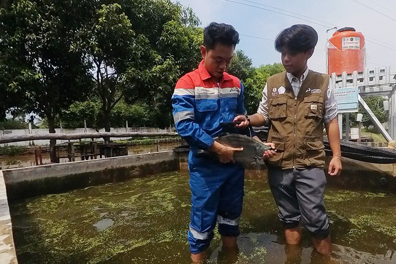 Konservasi Belida Binaan Kilang Pertamina Plaju Selamatkan Ikan Endemik Sumsel - Bagian 8