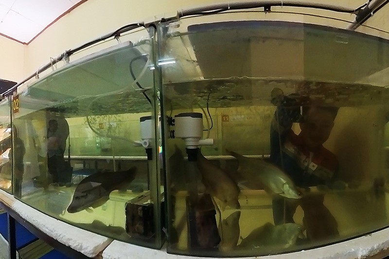 Konservasi Belida Binaan Kilang Pertamina Plaju Selamatkan Ikan Endemik Sumsel - Bagian 3