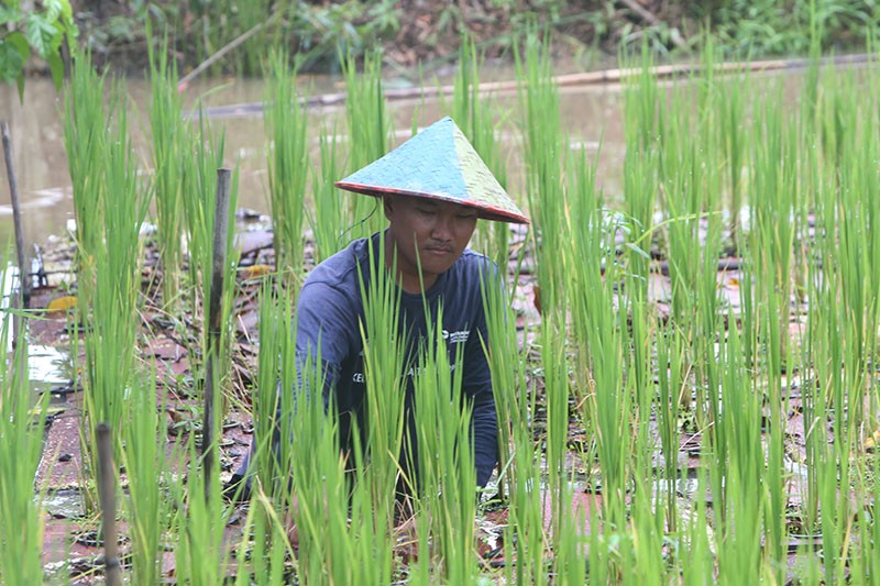 Program Budi Daya Mina Padi di Banyuasin - Bagian 6