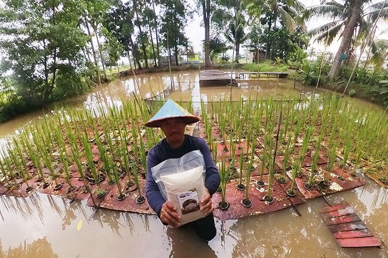 Program Budi Daya Mina Padi di Banyuasin - Bagian 7