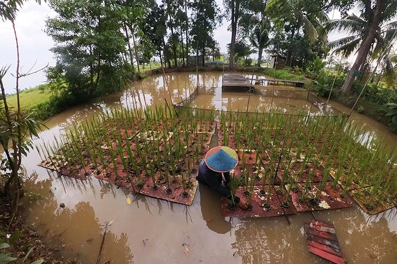 Program Budi Daya Mina Padi di Banyuasin - Bagian 5