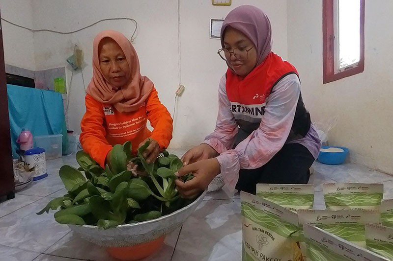 Program Budi Daya Mina Padi di Banyuasin - Bagian 2