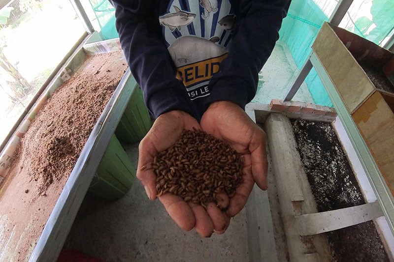 UMKM Berhasil Kembangkan Ekosistem Pendukung Konservasi Budi Daya Ikan Lokal - Bagian 5