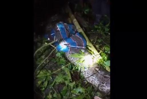 title Ngeri! Petani Gula Aren di Luwu Utara Ditemukan Tewas Dalam Perut Piton Raksasa Ngeri! Petani Gula Aren di Luwu Utara Ditemukan Tewas Dalam Perut Piton Raksasa