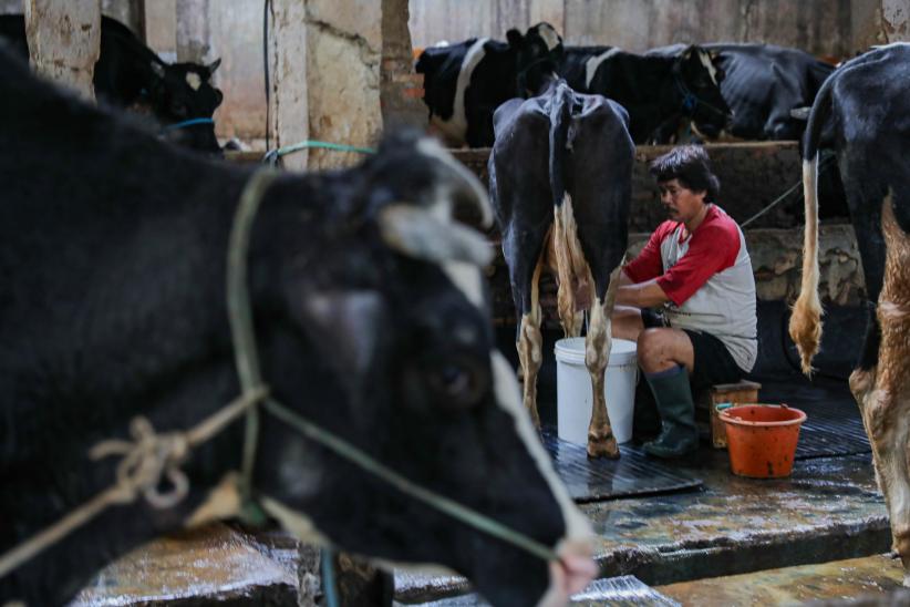Melihat Peternakan Sapi Perah di Tengah Serbuan Susu Impor - Bagian 1