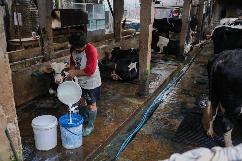 Melihat Peternakan Sapi Perah di Tengah Serbuan Susu Impor - Bagian 4