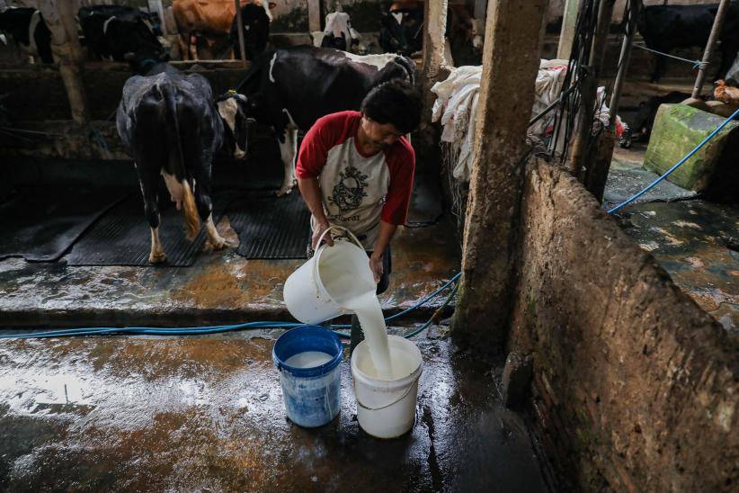 Melihat Peternakan Sapi Perah di Tengah Serbuan Susu Impor - Bagian 2