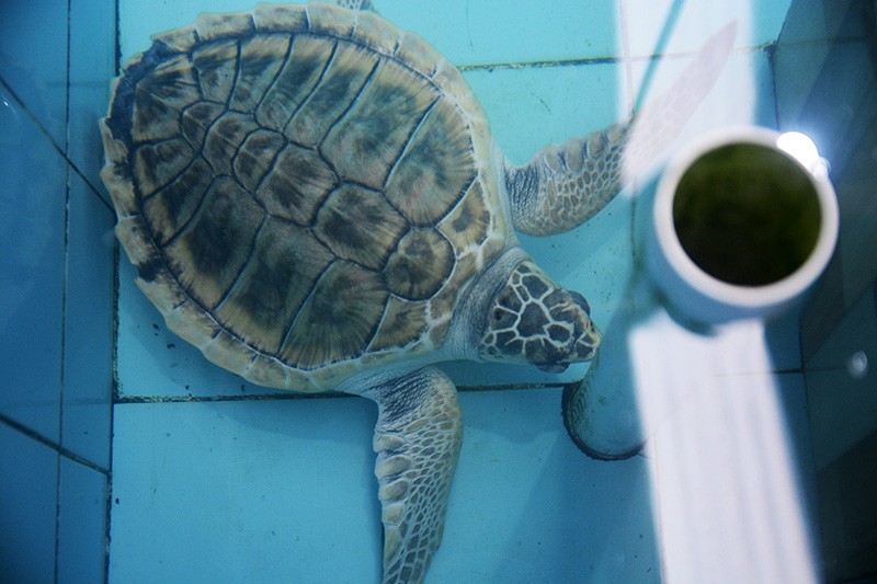 Para Pemuda Diajak Peduli terhadap Konservasi Penyu - Bagian 1