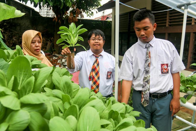 Siswa Berkebutuhan Khusus Panen Pakcoy di Kebun Sekolah - Bagian 4