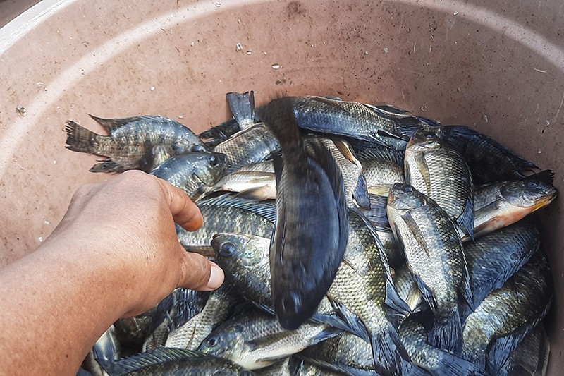 Budi Daya Ikan Air Tawar di Danau Balang Tonjong untuk Ketahanan Pangan - Bagian 4