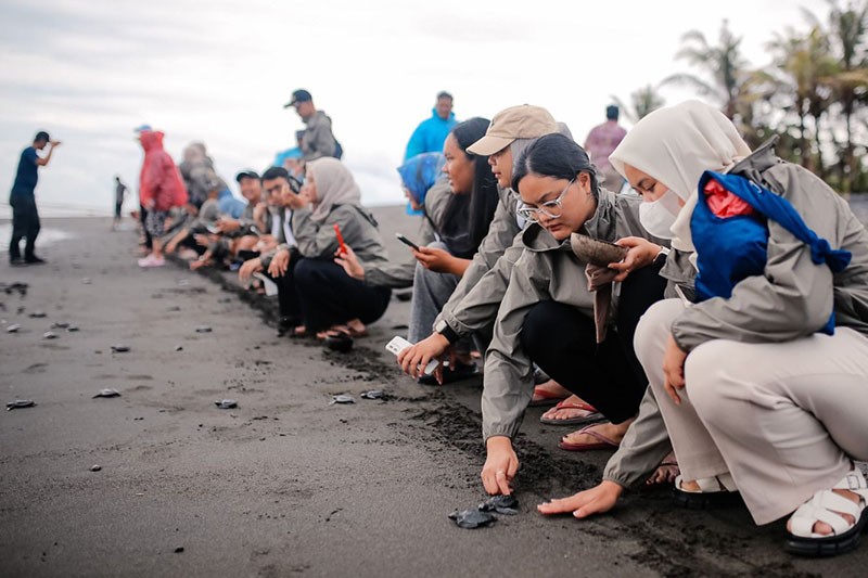 Pelepasan Tukik di Pantai Saba Bali - Bagian 5