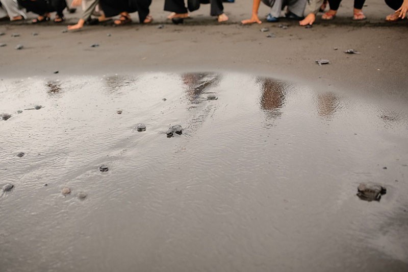 Pelepasan Tukik di Pantai Saba Bali - Bagian 3