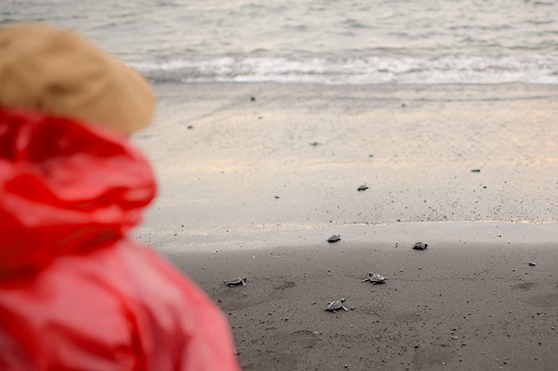 Pelepasan Tukik di Pantai Saba Bali - Bagian 2