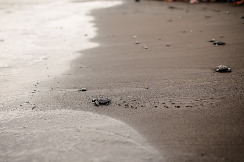 Pelepasan Tukik di Pantai Saba Bali - Bagian 1