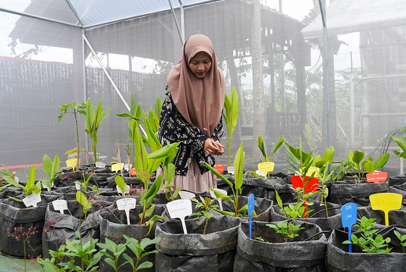 Aktivitas Santri di Greenhouse Pondok Pesantren Tahfidz Qur'an Daarul 'Uluum Lido - Bagian 5
