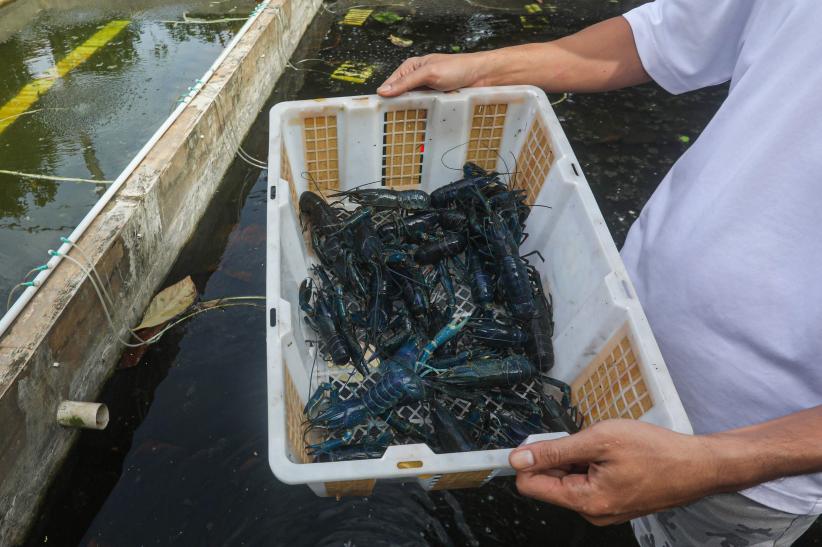 Meraup Cuan dari Budi Daya Lobster Air Tawar Red Claw - Bagian 6