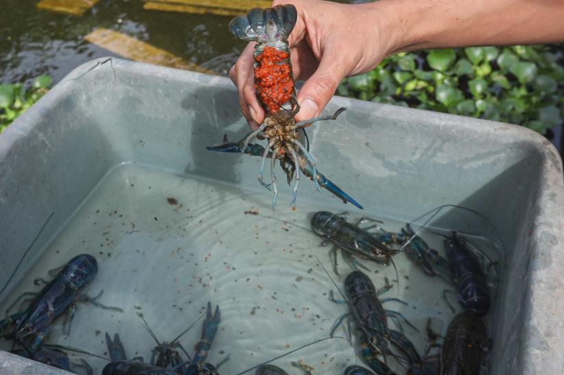 Meraup Cuan dari Budi Daya Lobster Air Tawar Red Claw - Bagian 1