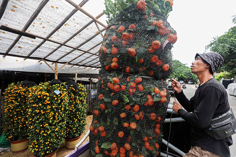 Pohon Jeruk Kimkit Laris Manis Jelang Imlek - Bagian 2
