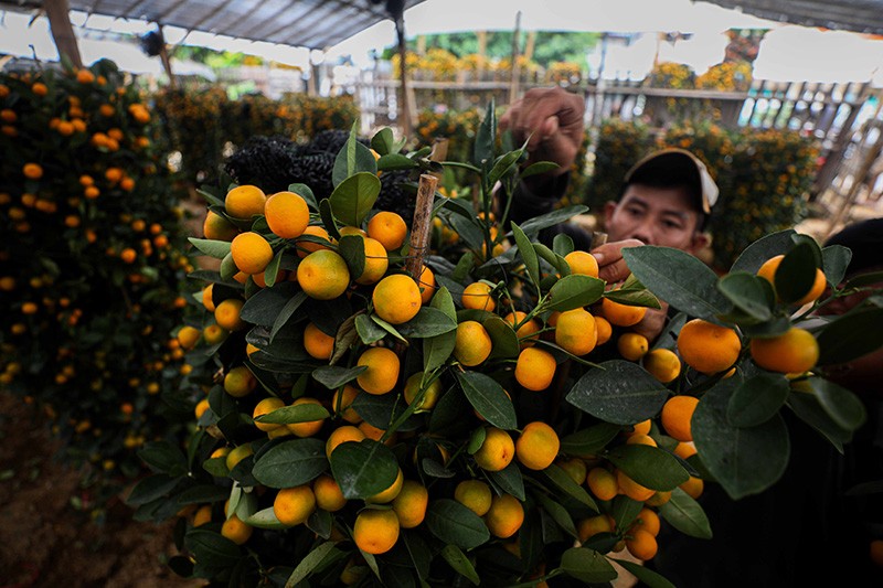 Pohon Jeruk Kimkit Laris Manis Jelang Imlek - Bagian 6