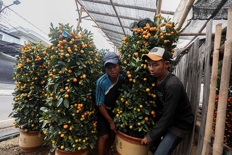 Pohon Jeruk Kimkit Laris Manis Jelang Imlek - Bagian 4