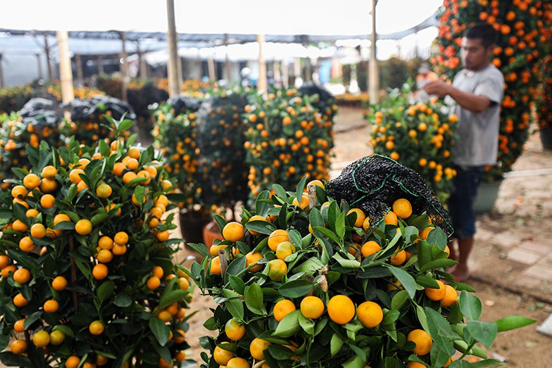 Pohon Jeruk Kimkit Laris Manis Jelang Imlek - Bagian 3