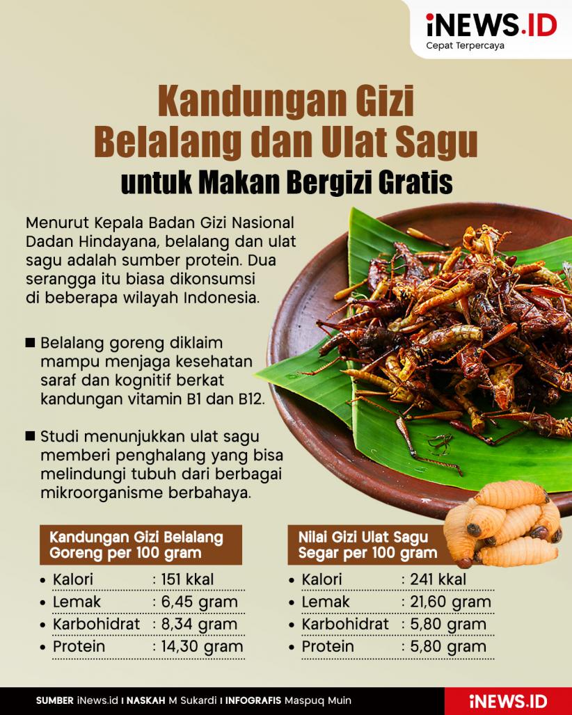 Infografis Kandungan Gizi Belalang dan Ulat Sagu yang Berpotensi Jadi Menu MBG