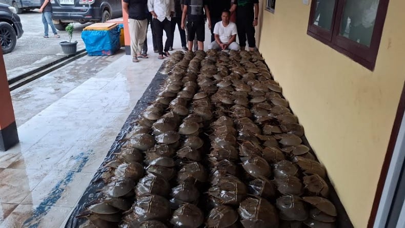 title Satwa Laut Dilindungi, 1449 Belangkas Akan Diselundupkan ke Malaysia Disita Polisi Satwa Laut Dilindungi, 1449 Belangkas Akan Diselundupkan ke Malaysia Disita Polisi