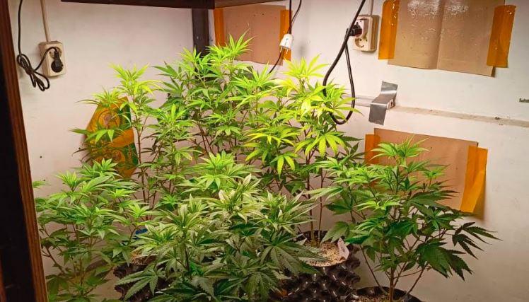 title Polisi Gerebek Ladang Ganja Dalam Rumah di Bandung, 1 Ditangkap 7 Pohon Disita Polisi Gerebek Ladang Ganja Dalam Rumah di Bandung, 1 Ditangkap 7 Pohon Disita